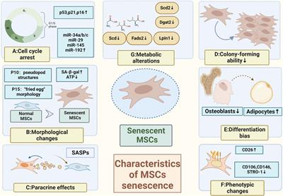 Cellular microenvironment: a key for tuning mesenchymal stem cell senescence